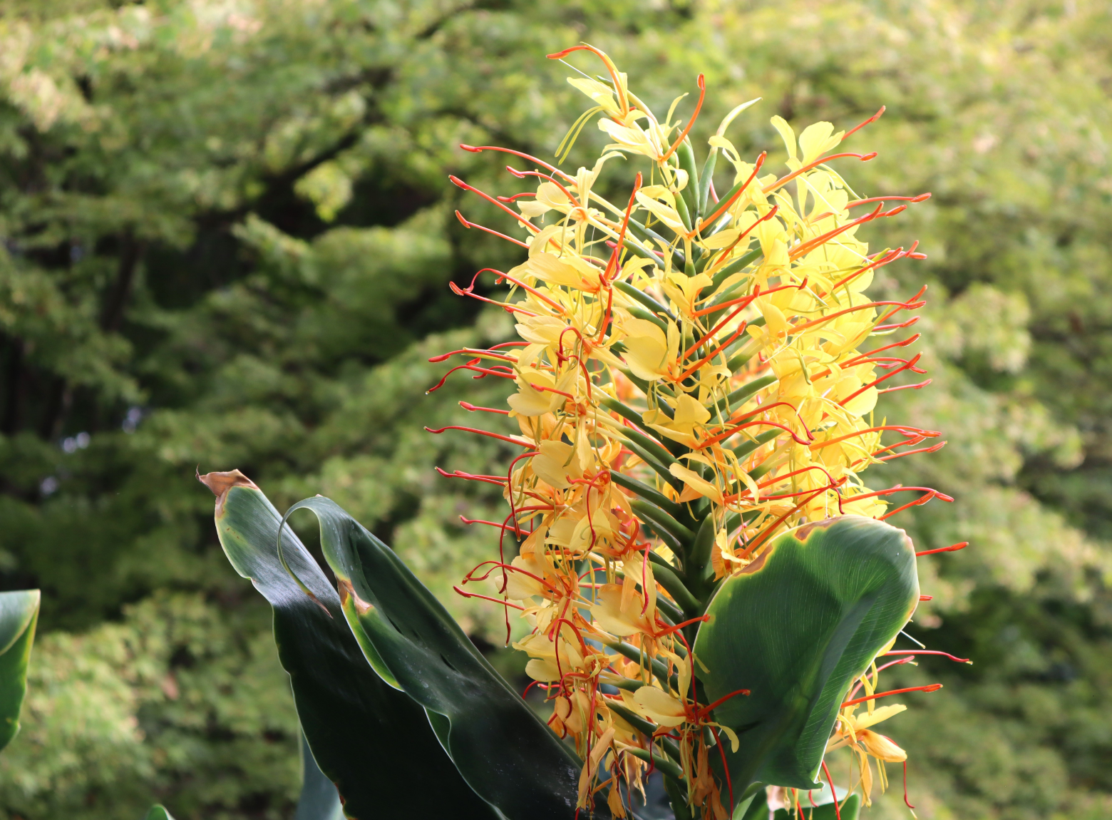 Kahili ginger