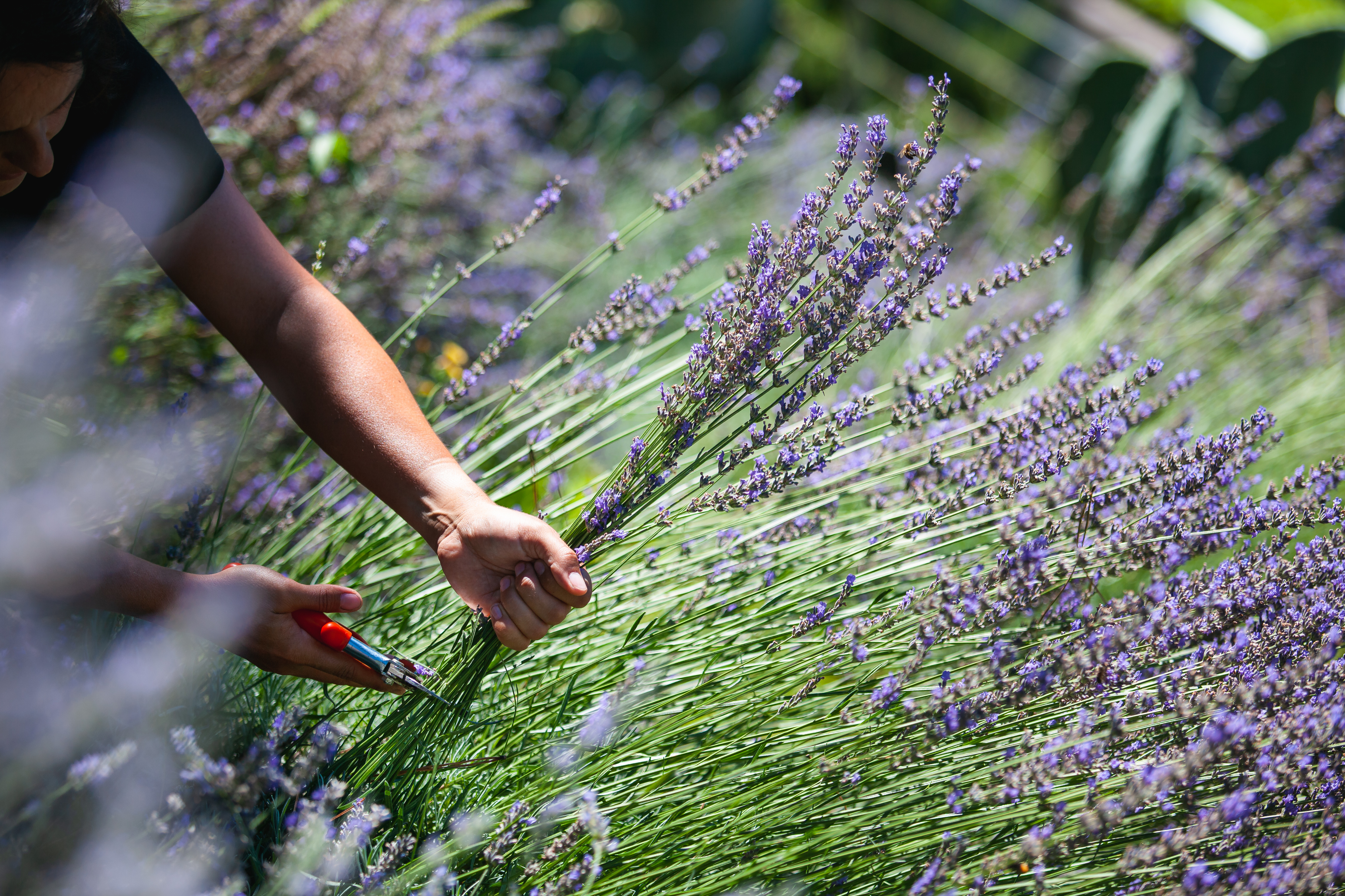 La lavanda