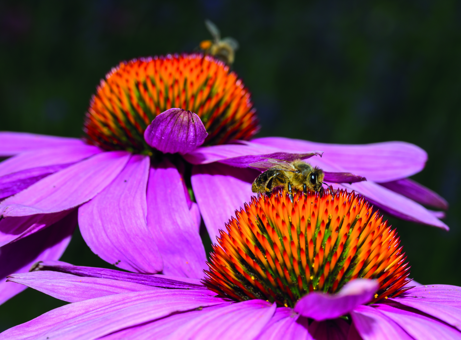 The Birds and the Bees!