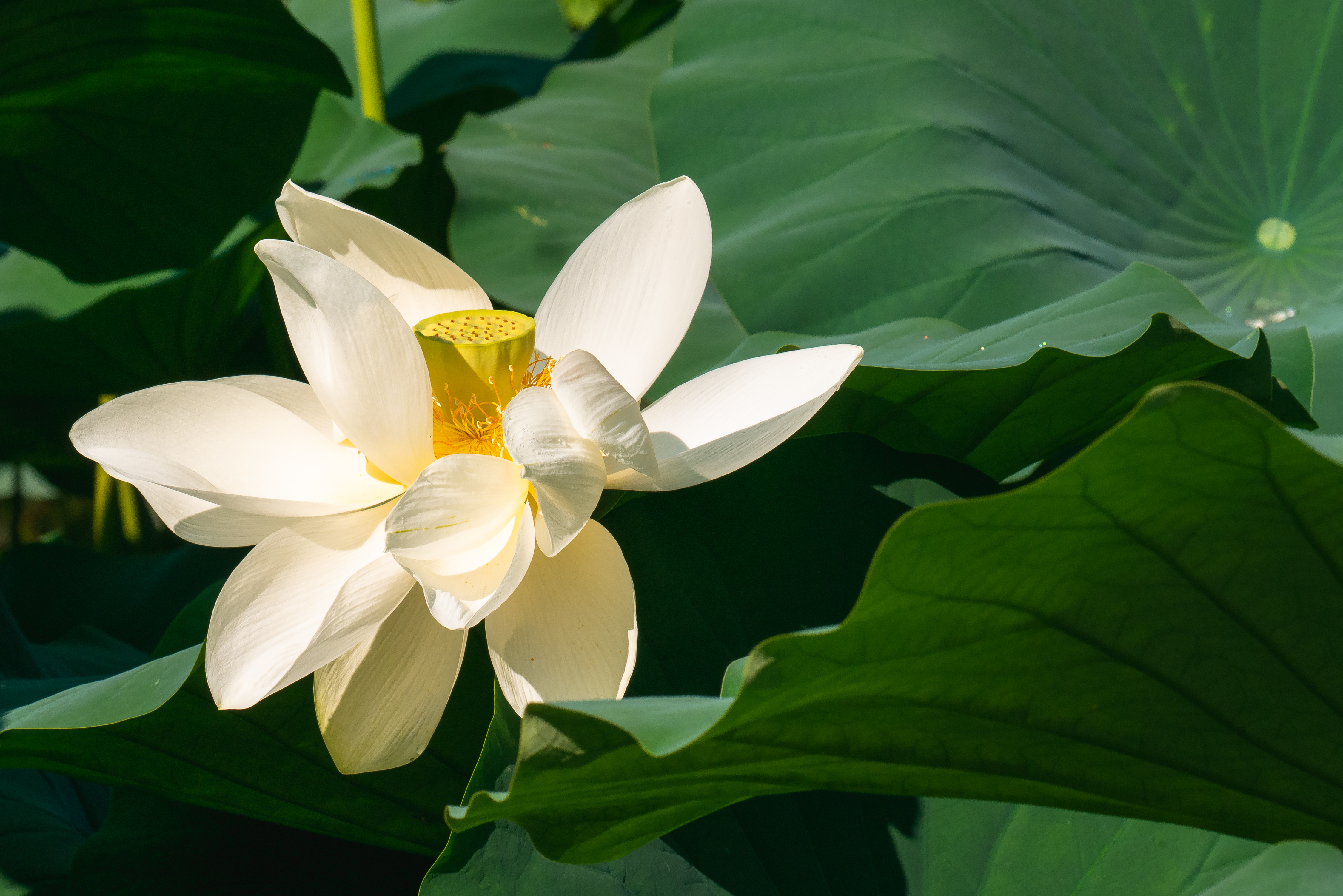 Il fiore di loto