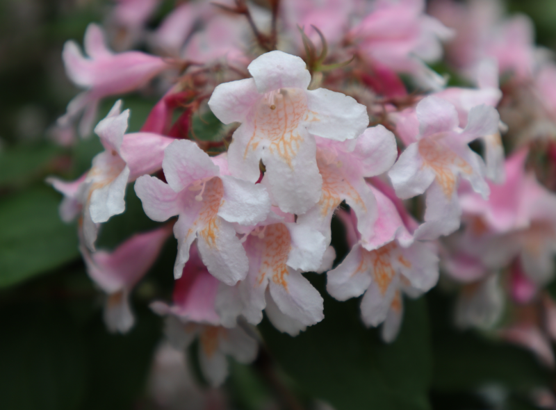Beauty Bush