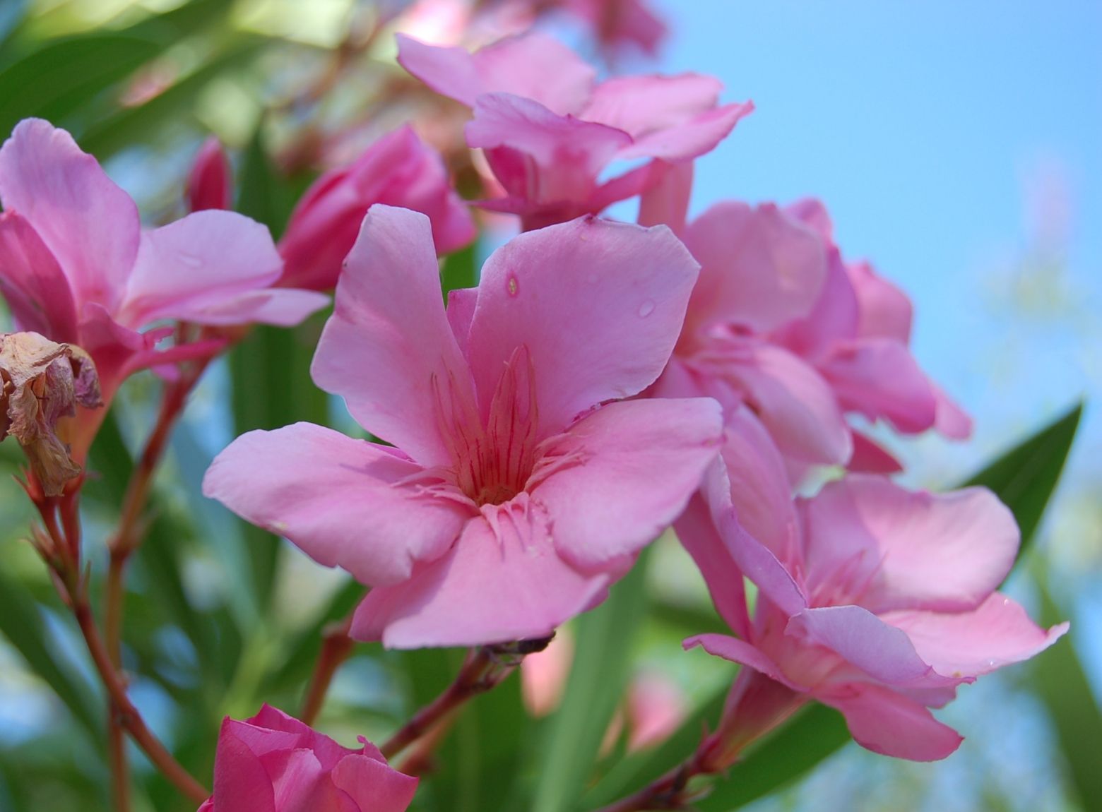 Oleander