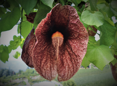 Aristolochia