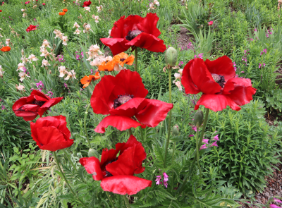 Mohn