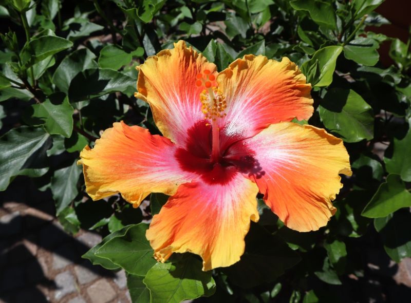 Hibiscus, Rose of China
