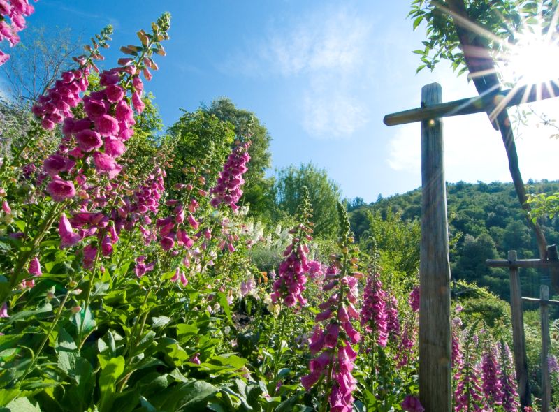 Foxglove