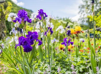 Irises 