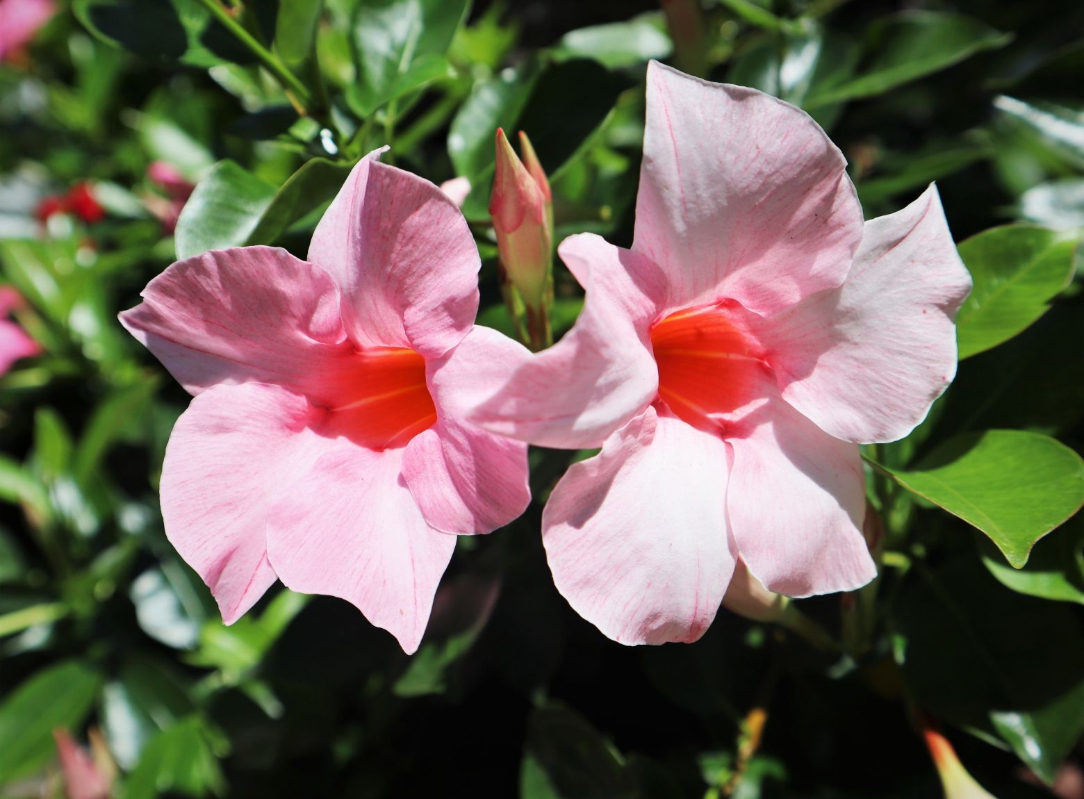 Mandevilla, Dipladenia