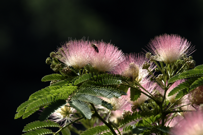Persian silk tree