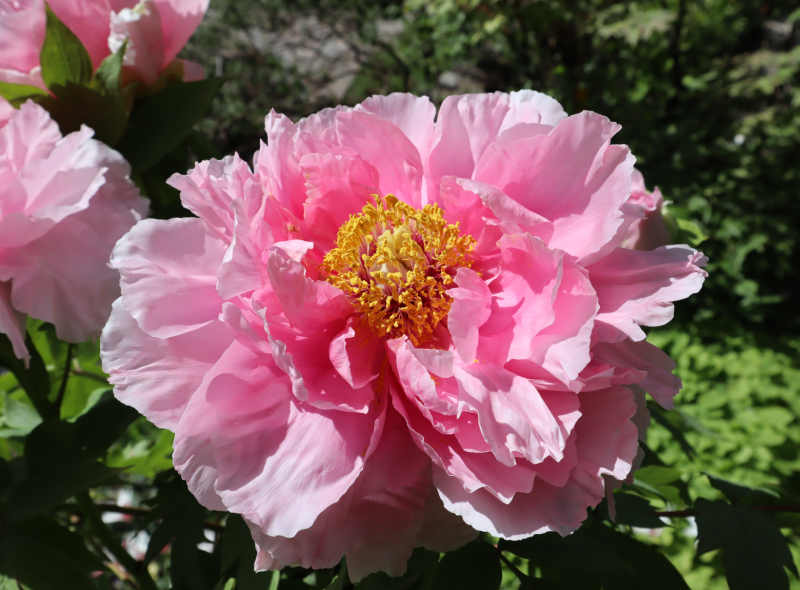 Peonie