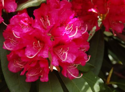 Baum-Rhododendron