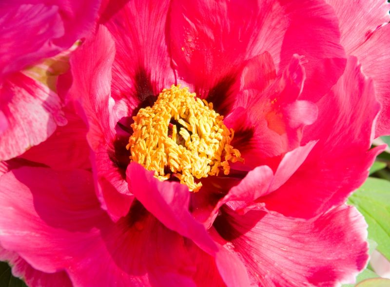 Raccolta di peonie arbustive