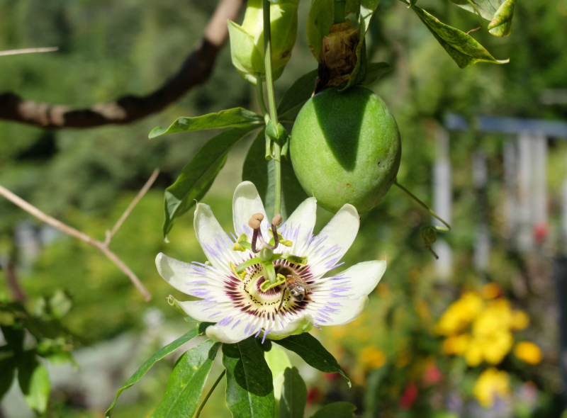 Fiore della passione