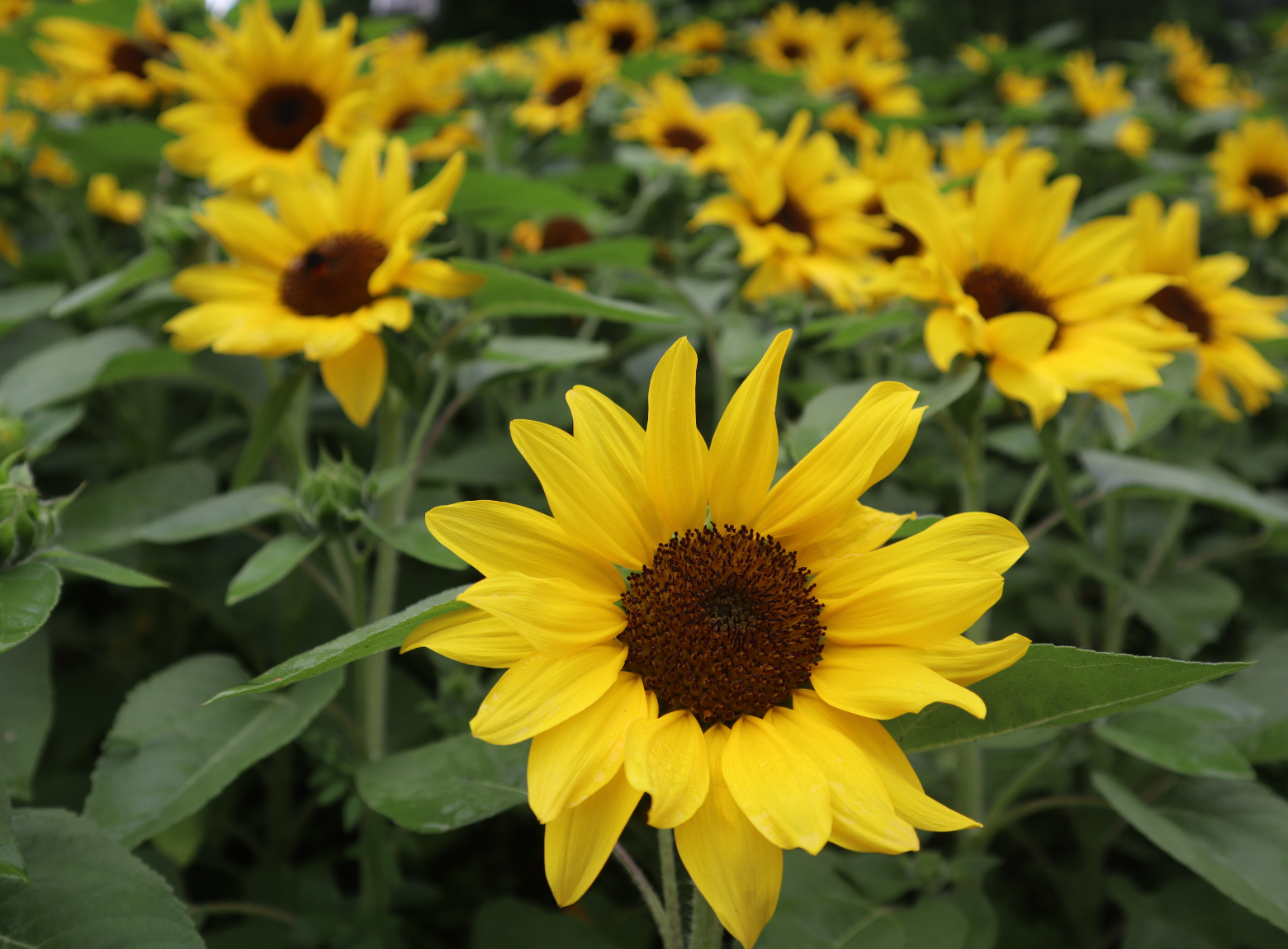 Sunflowers