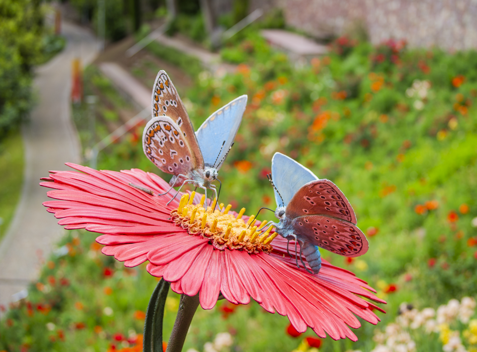 Insekten und Blüten