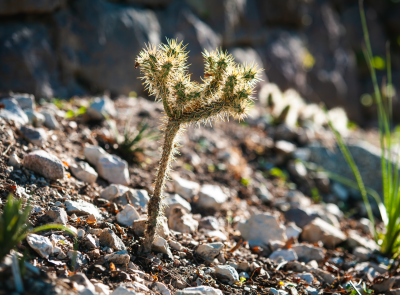 Ciotola per le succulente: Una piccola oasi nel deserto