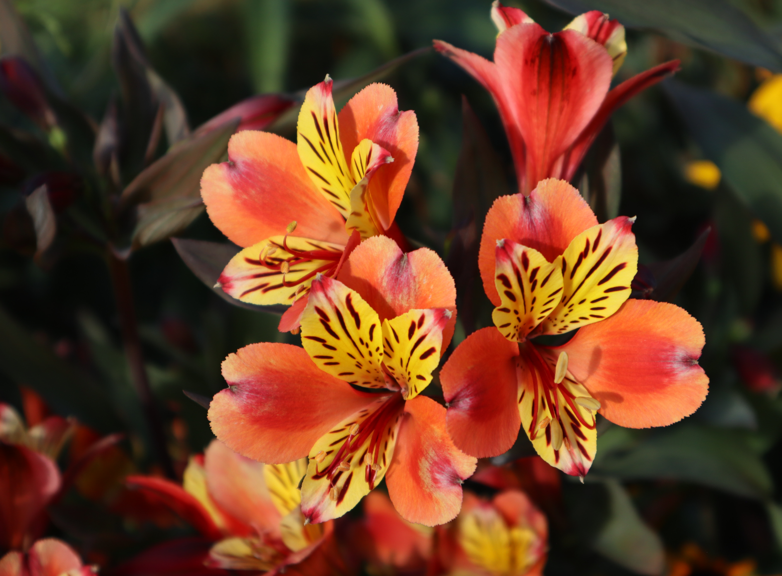 Alstroemeria