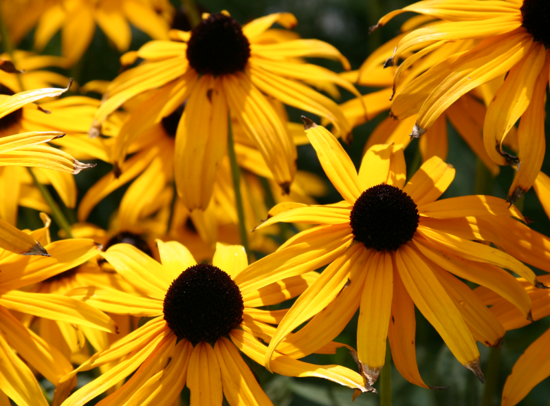 Rudbeckie