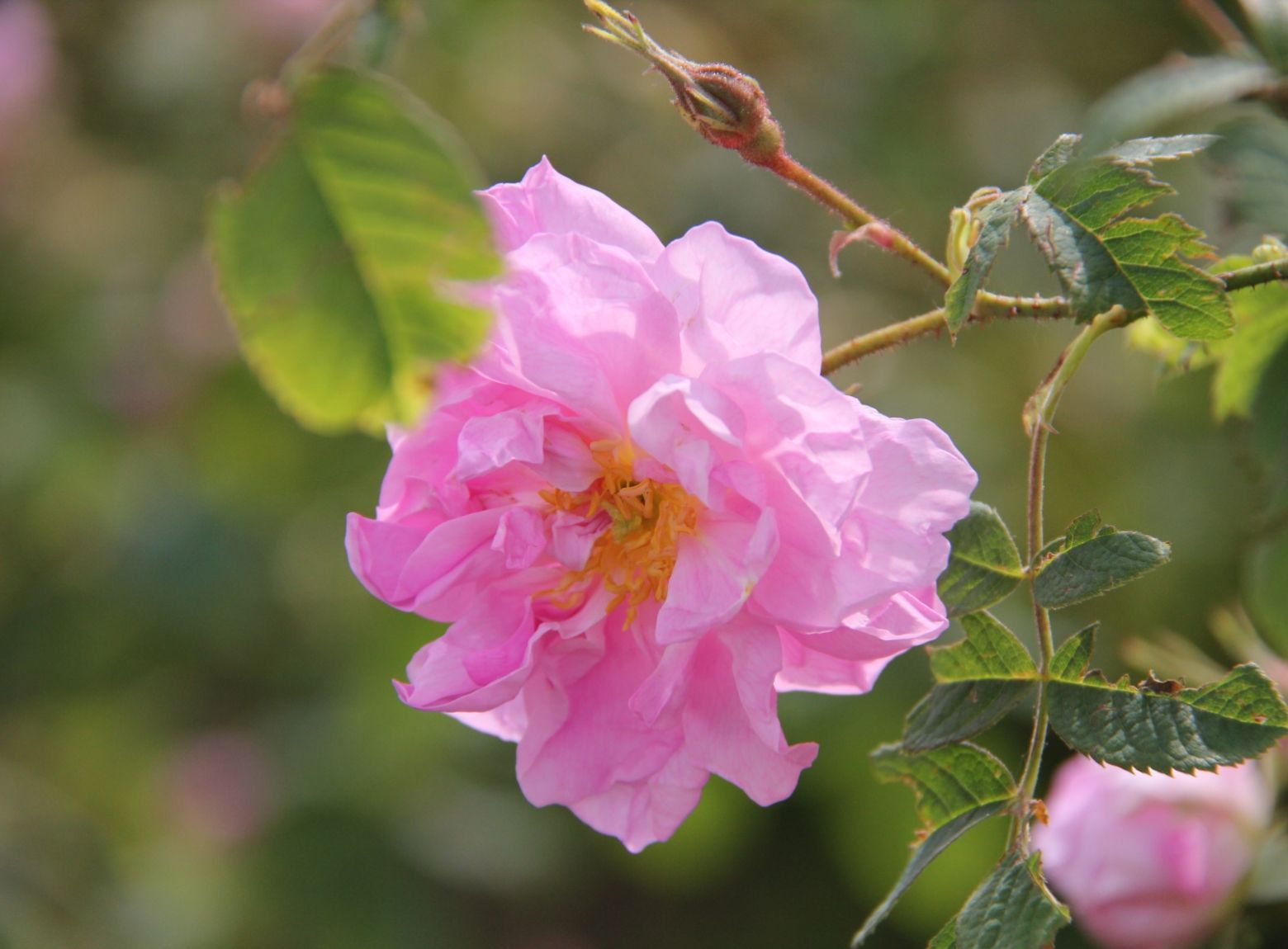 Rosenblütenzucker