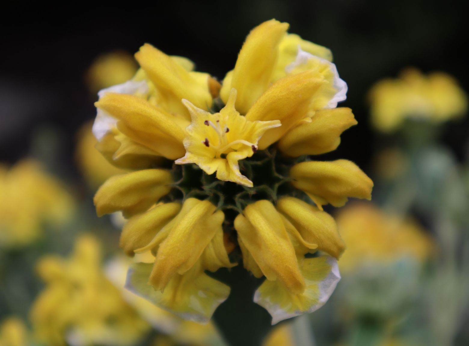 Jerusalem Sage