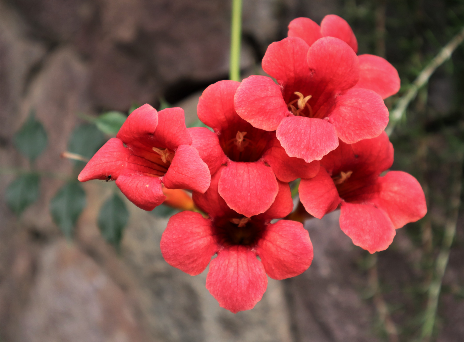 Trumpet vine