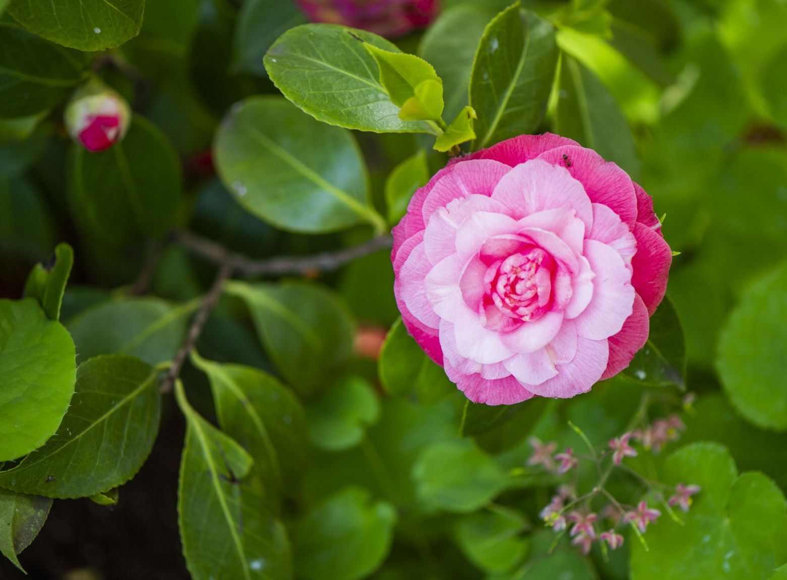 Camellias