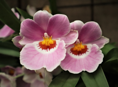 Orchidee