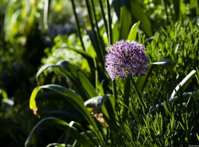 Ornamental onion