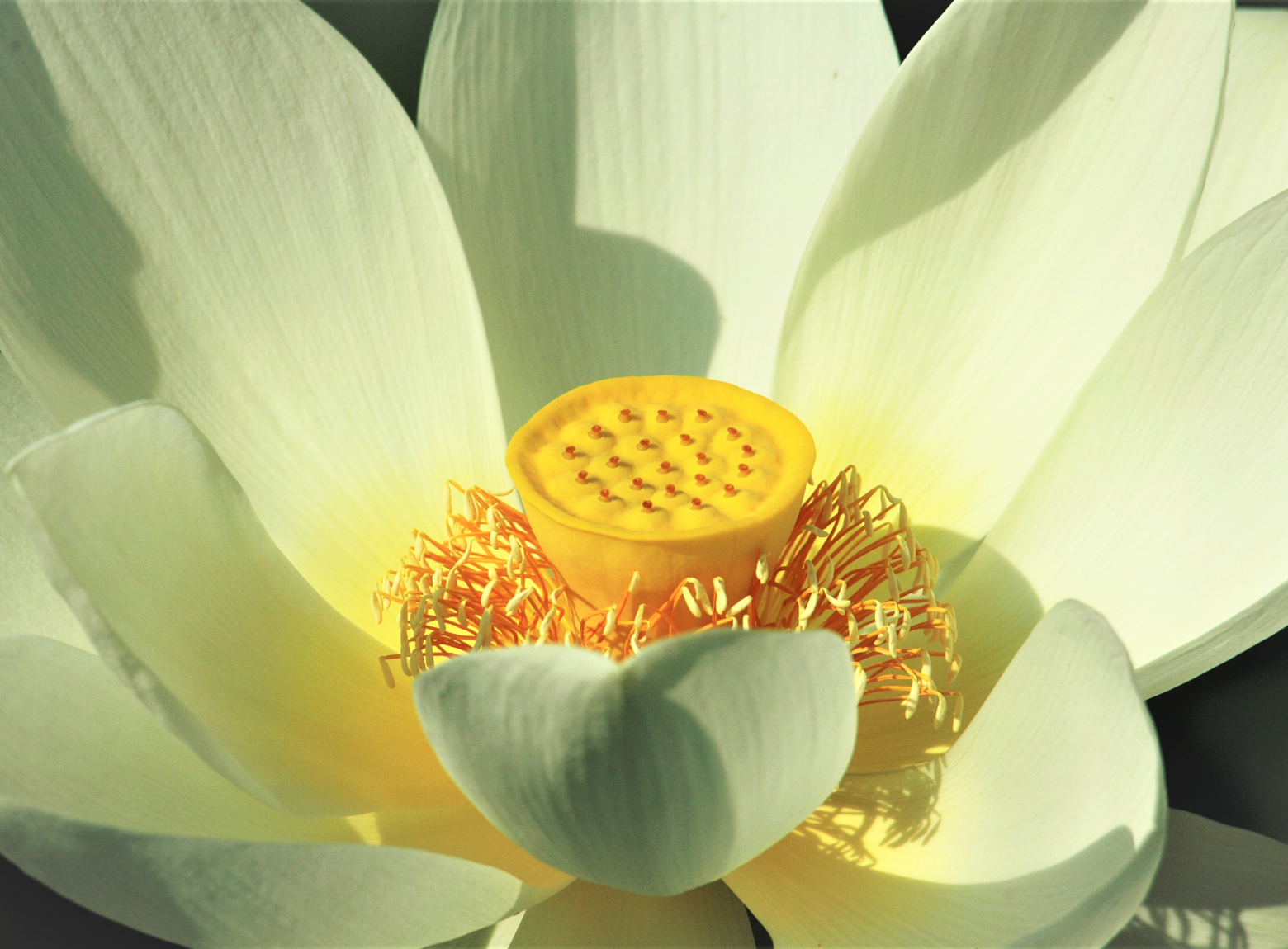 Lotus Flower