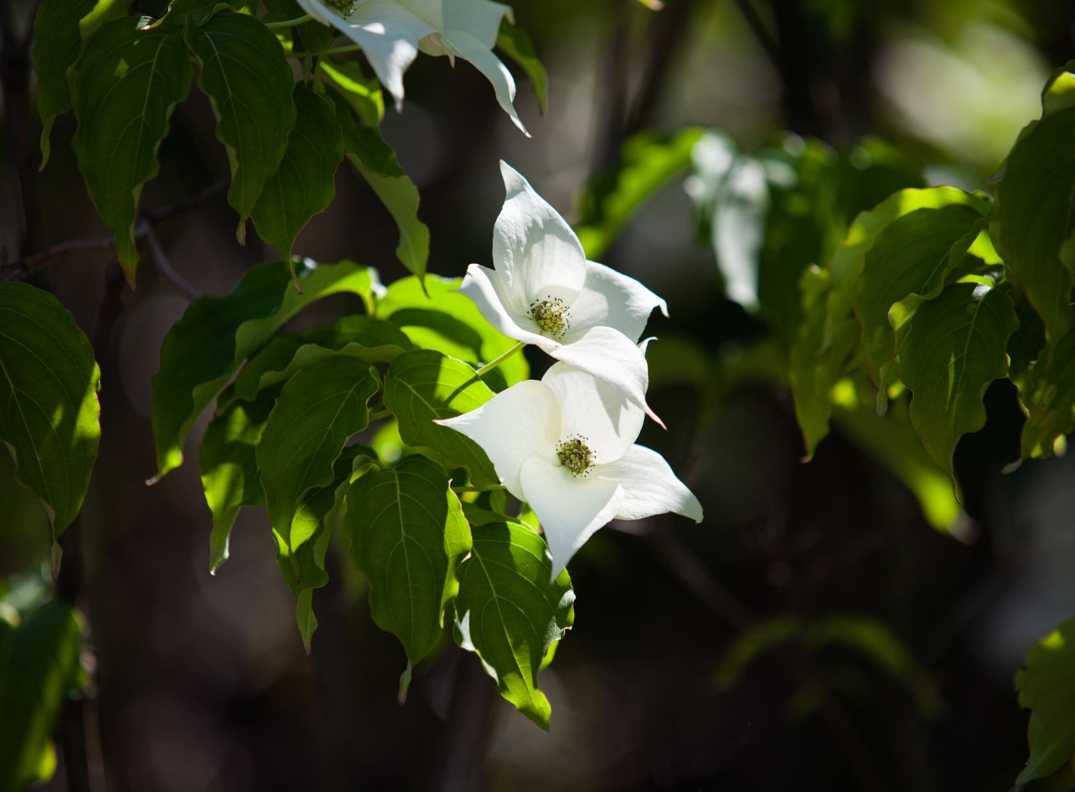 Der Blumen-Hartriegel 
