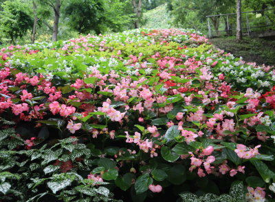 Cascata dei fiori