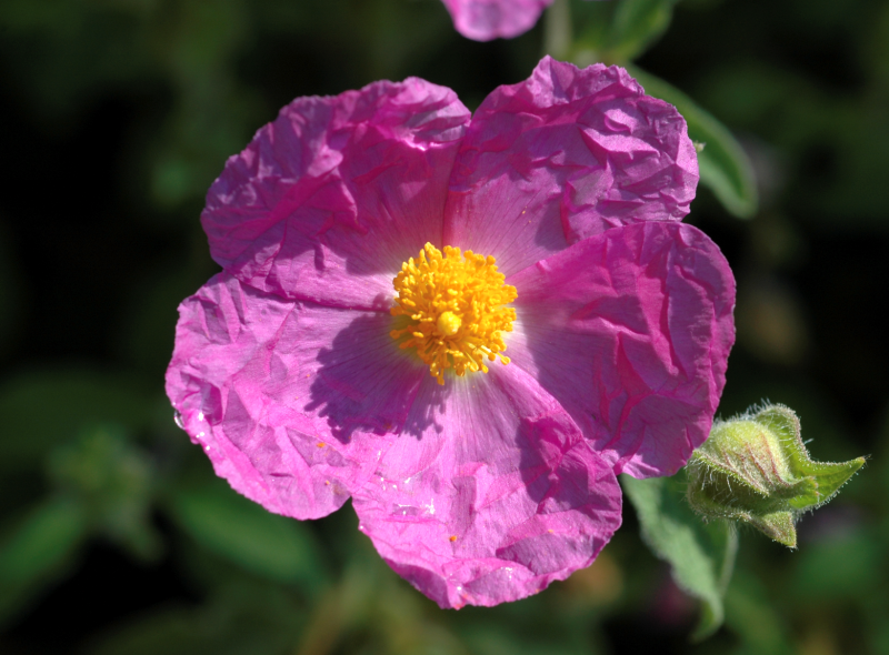 Rock Roses