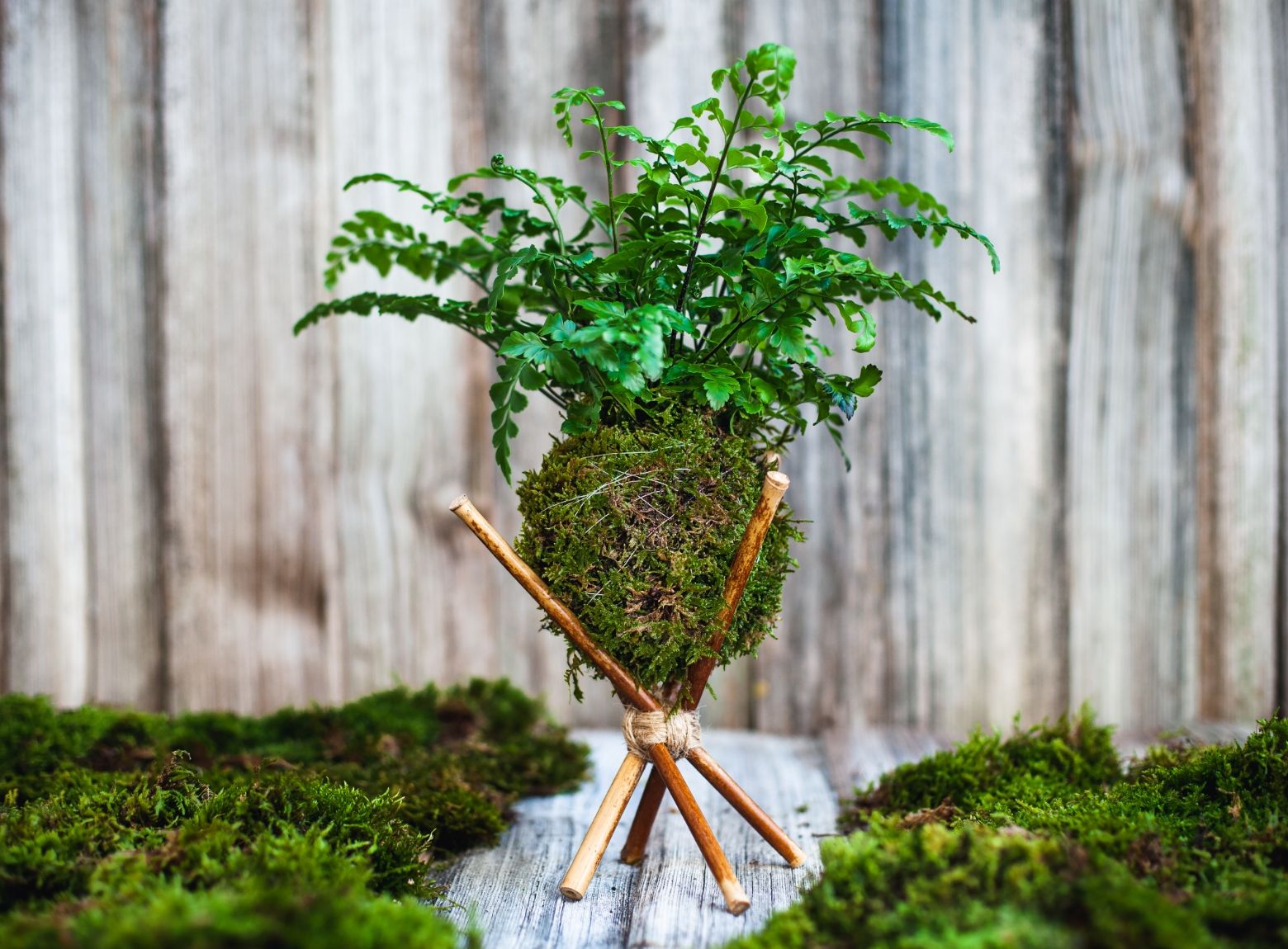 Kokedama: Schwebende Pflanzen (9.00 Uhr)