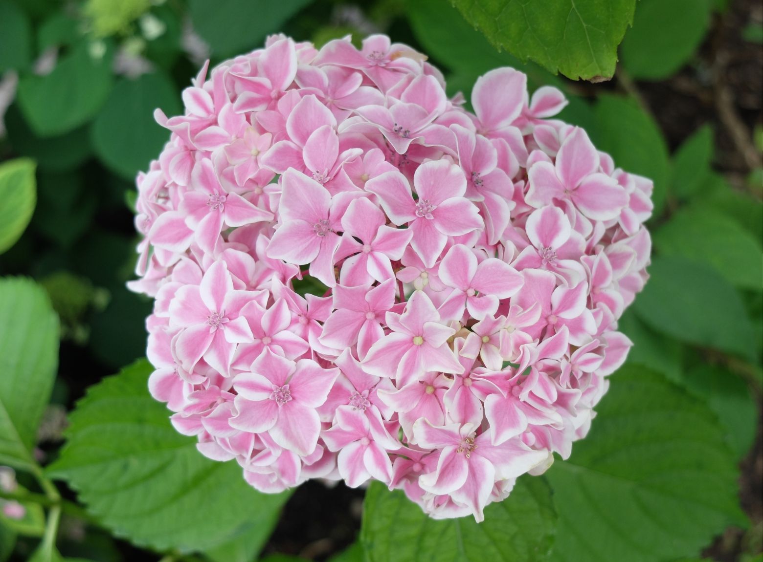 Hydrangeas