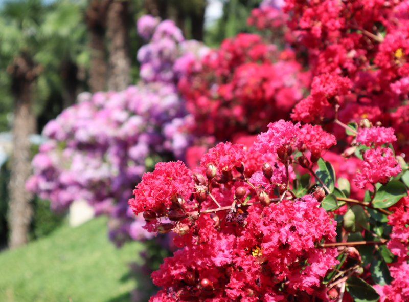 Crape Myrtle
