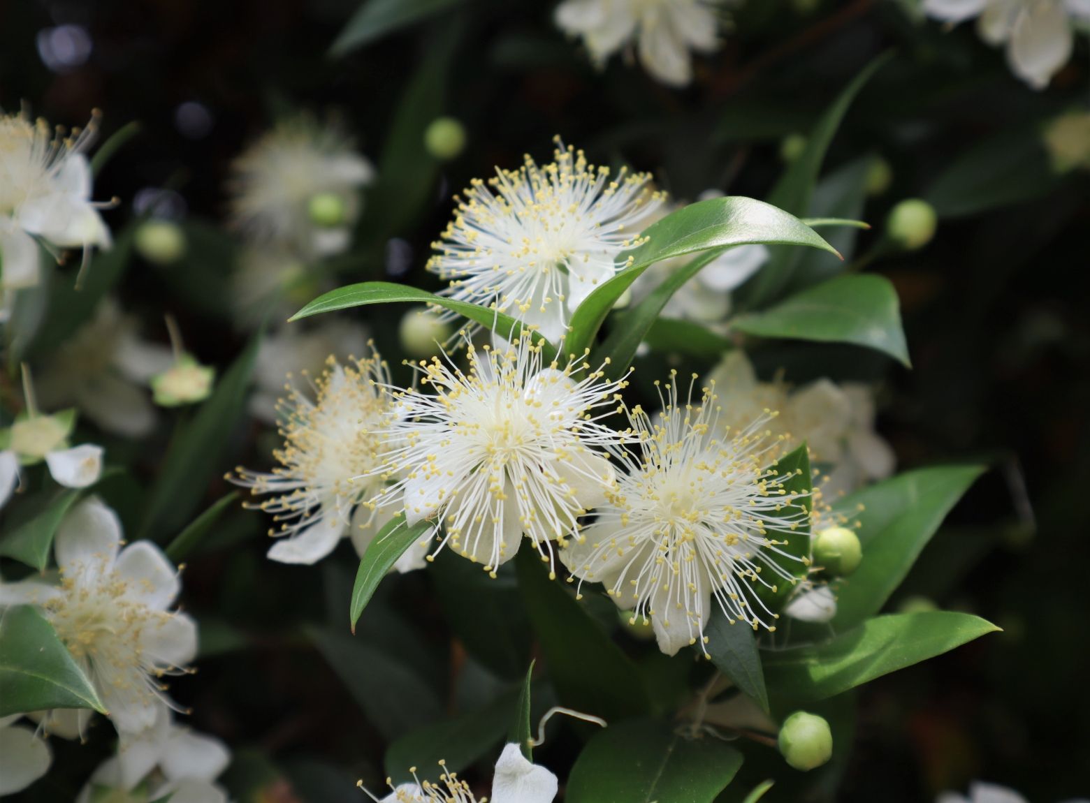 Common Myrtle