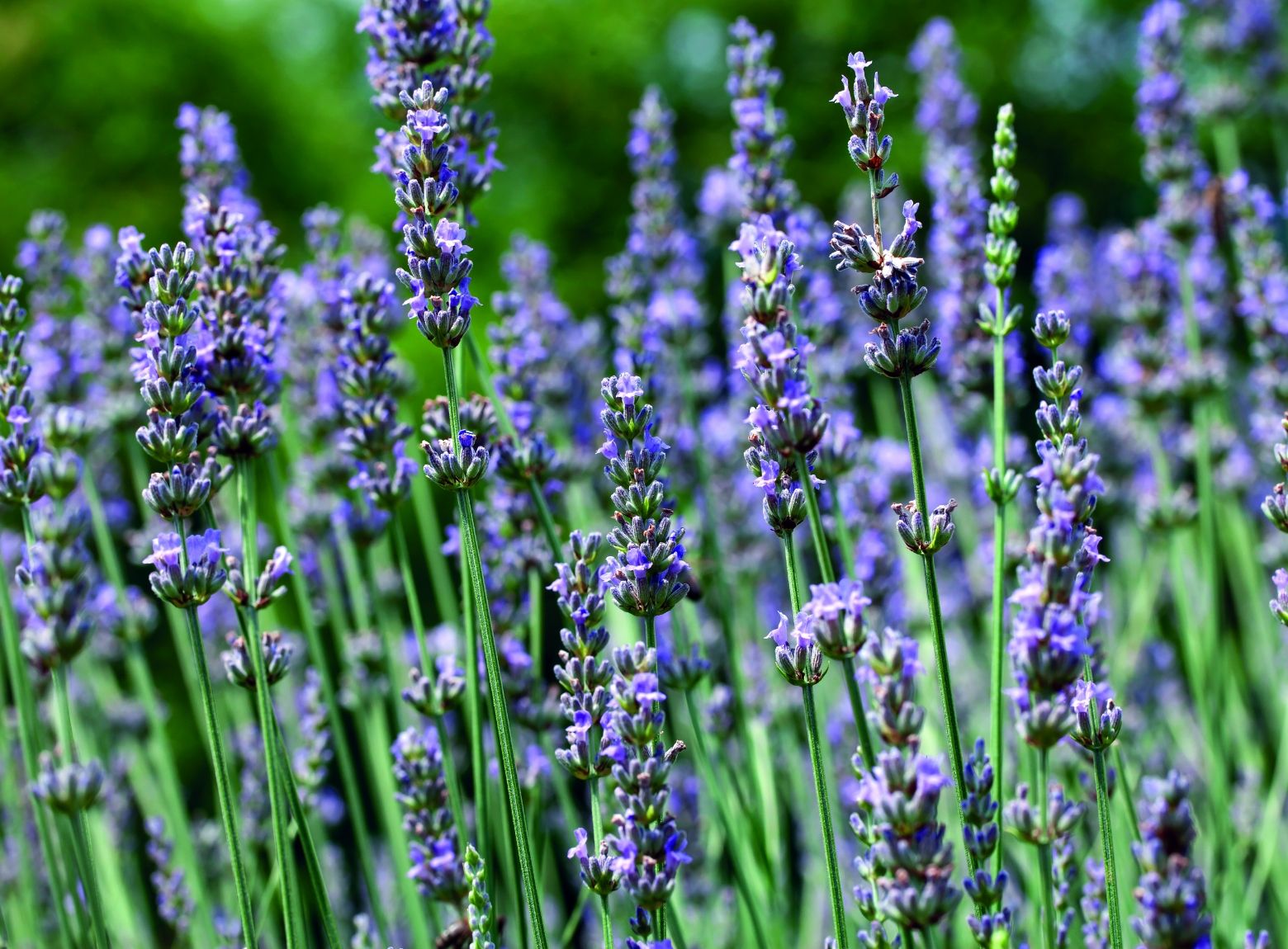 Lavanda
