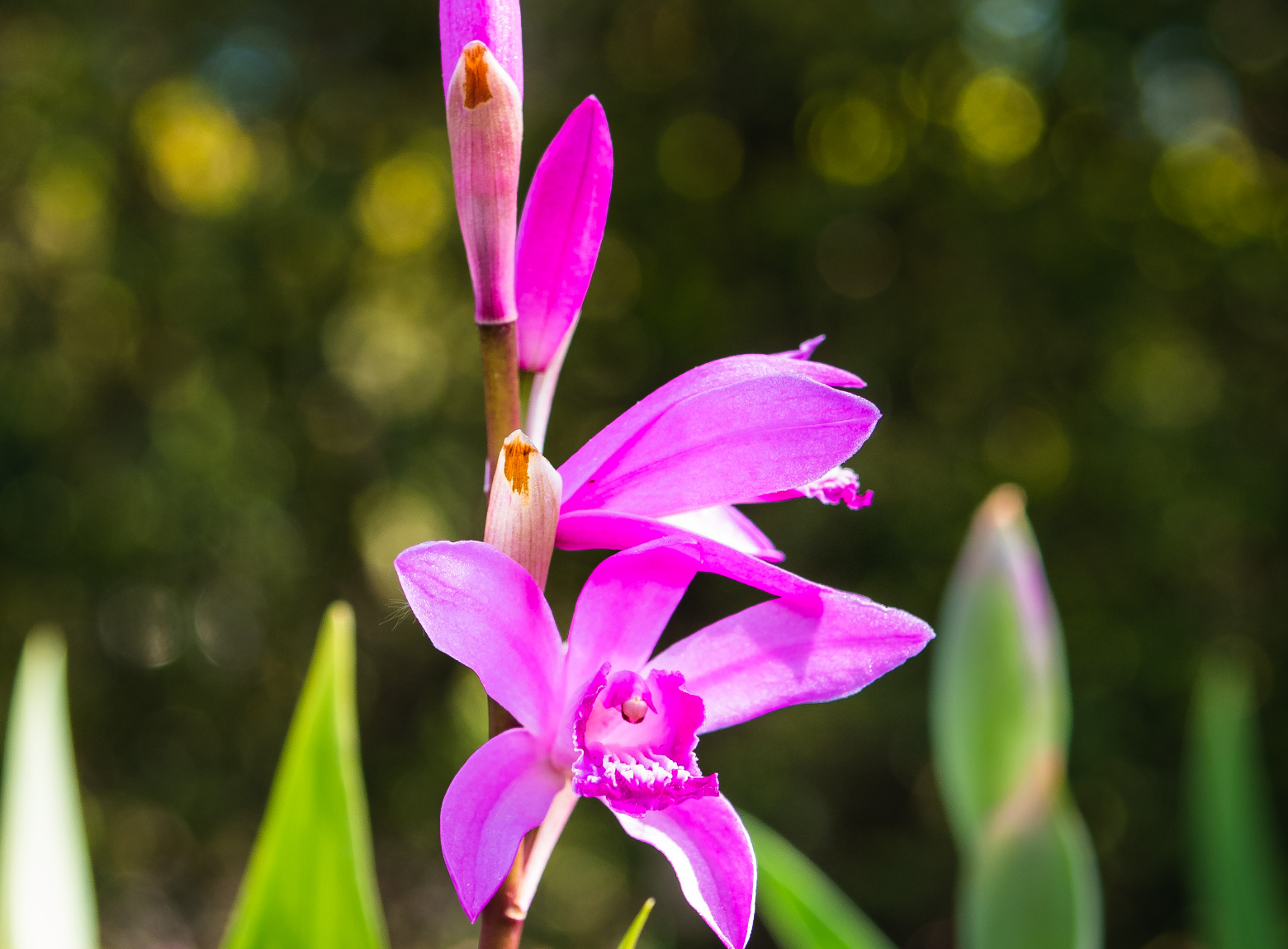 Bletilla